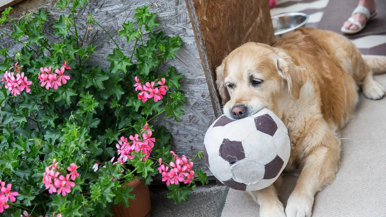 Pánikot keltenek, ezért betiltják a kutyasétáltatást