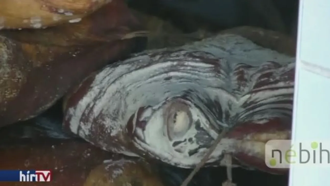 Bezárt a Nébih egy húsüzemet: minden koszos és penészes volt