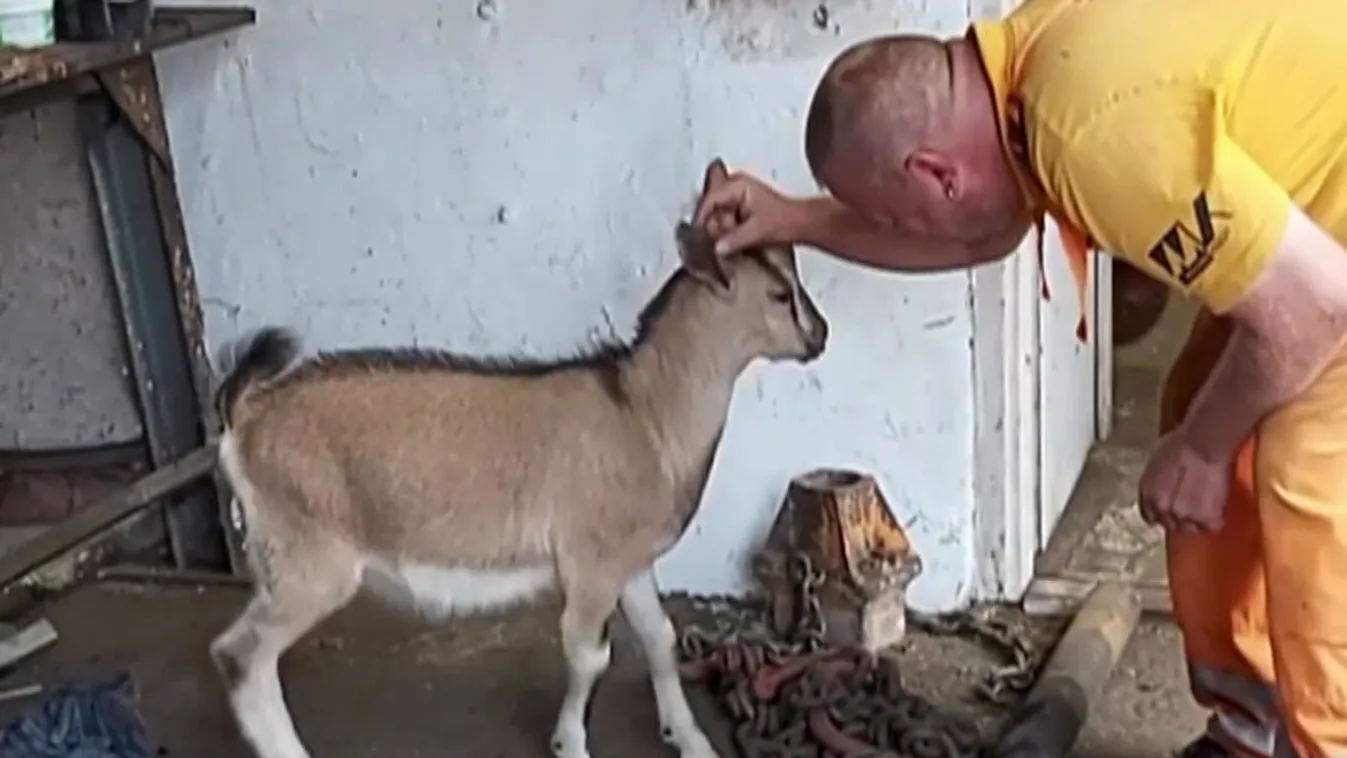 Kutyus után már kecskéjük is van a közutasoknak