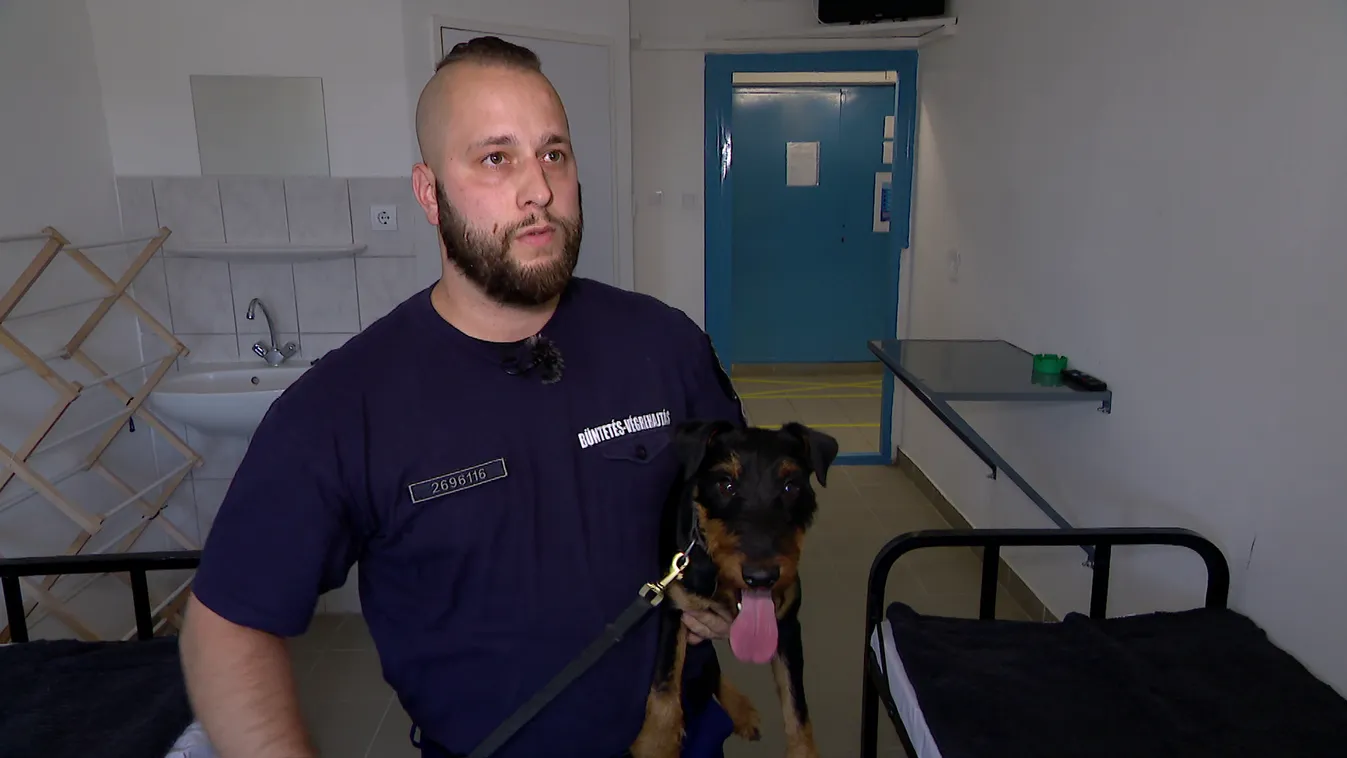 Radar - Kutya a rácsok mögött