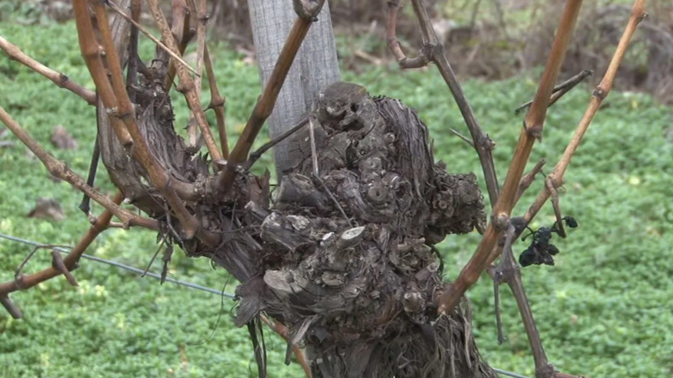 Aggódnak a szőlőtermelők az idei termés miatt