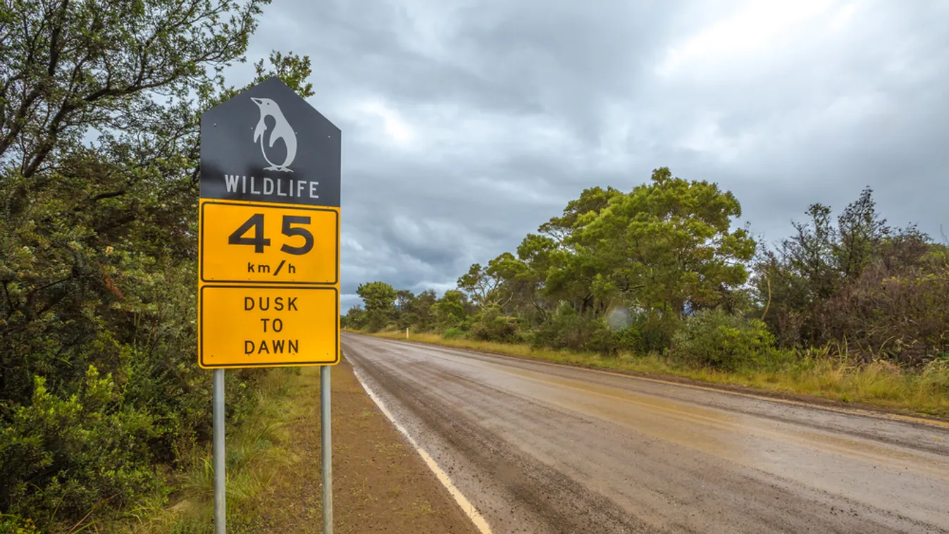 Kihalás fenyegeti egy apró ausztráliai sziget pingvinjeit az ember jelenléte miatt