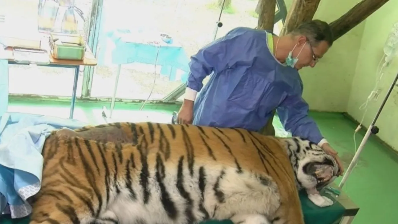 Saját őssejtjével kezelték Igort, a tigrist