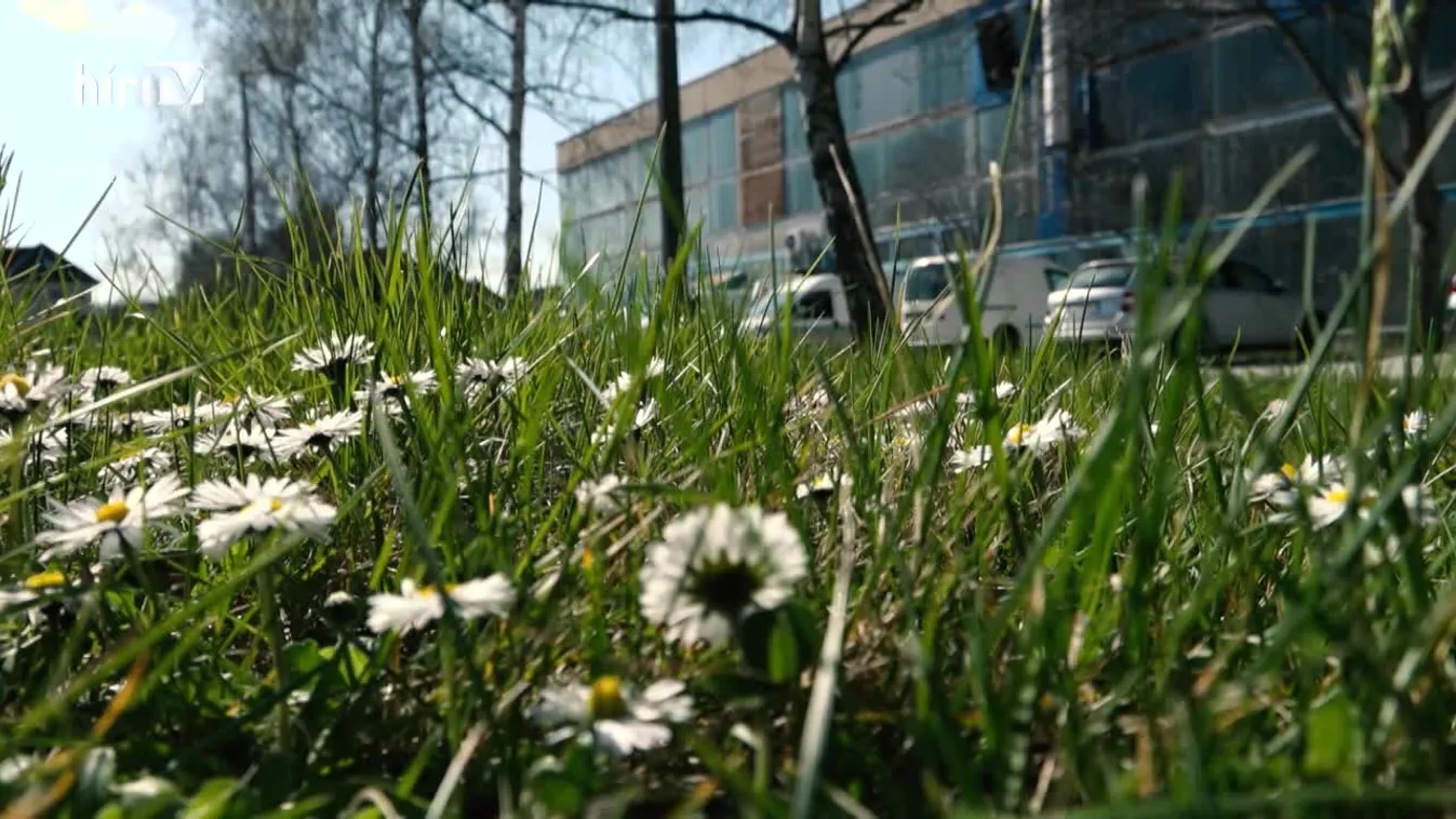 Zöldövezet: Városi méhlegelő