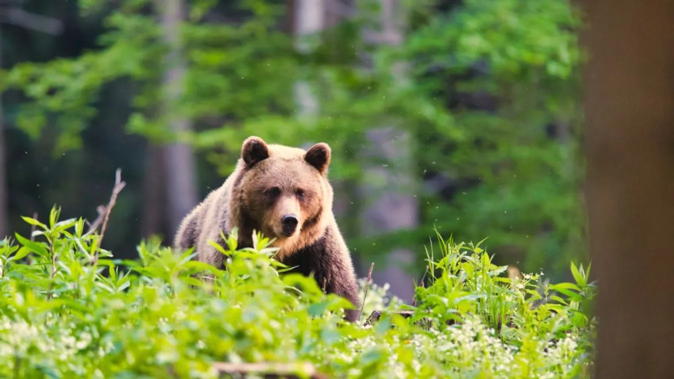 Sokkot kapott az egri lány, amikor szembetalálkozott a két medvével