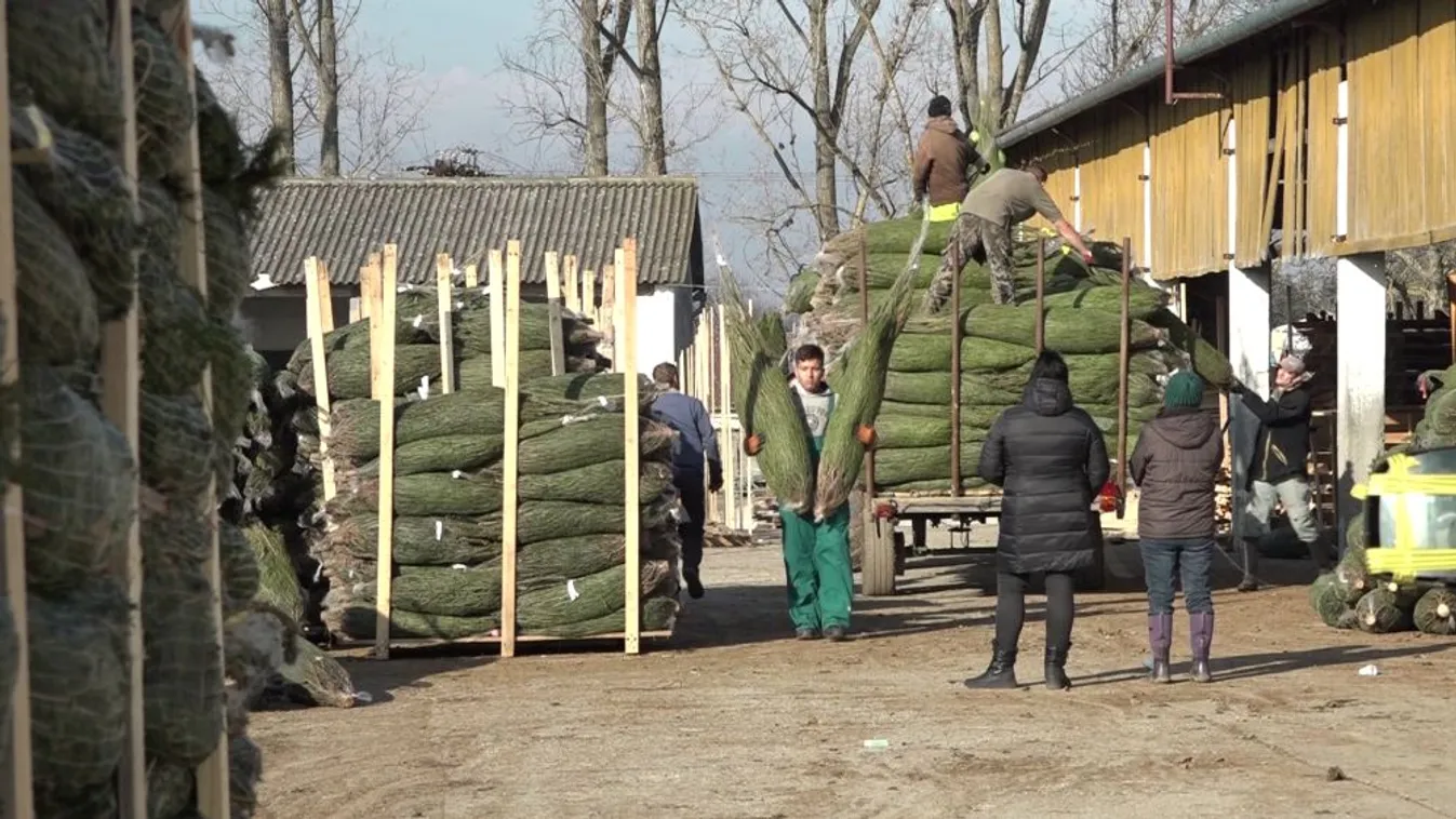 Soroló: Somogyi karácsonyfák