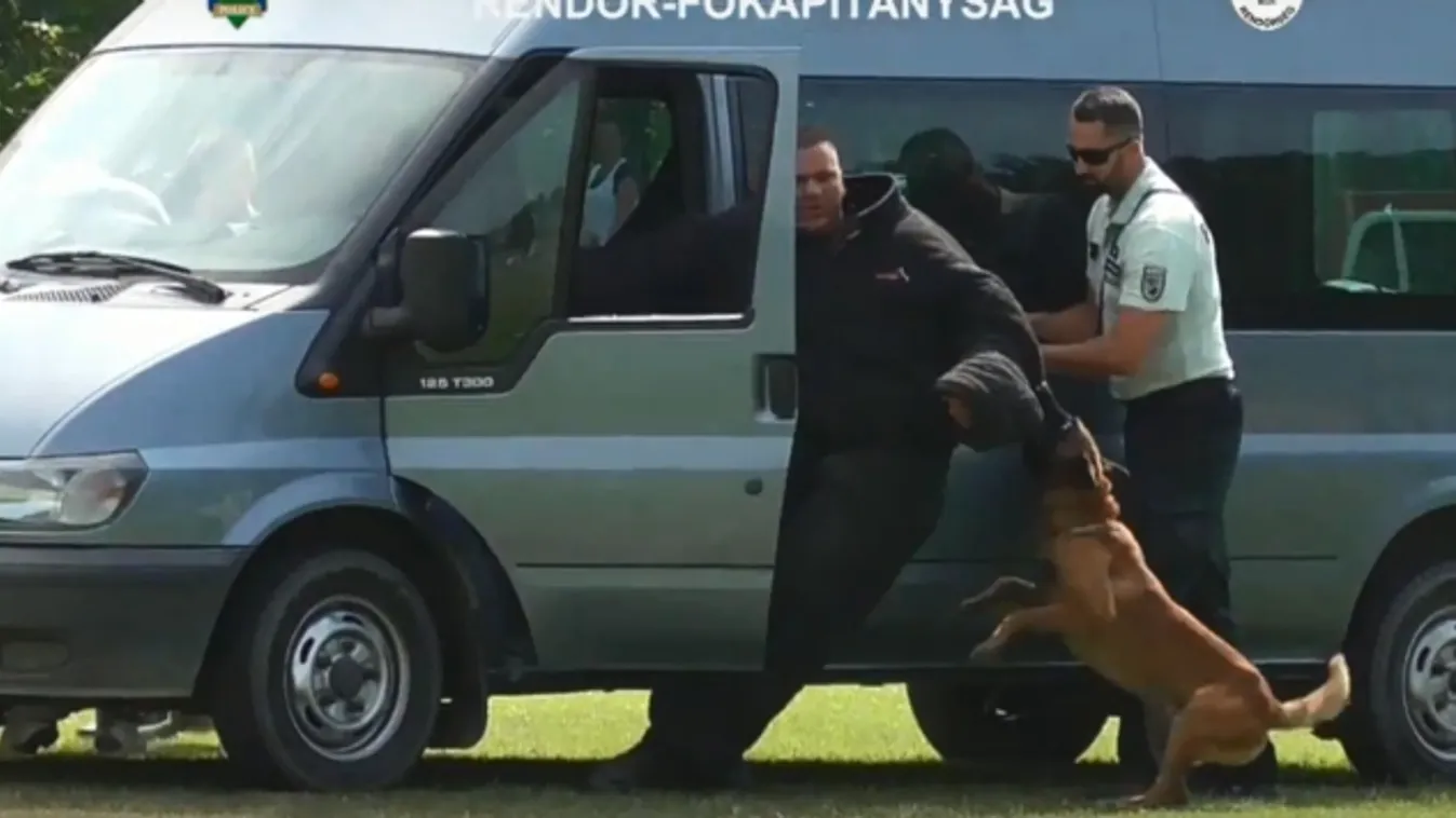 Így rángat ki egy nagydarab fickót a kutya a kocsiból!