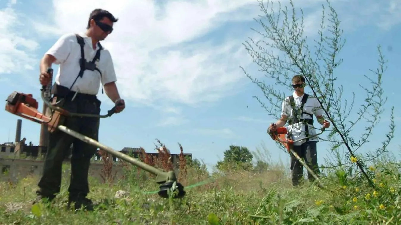 Véget ért a parlagfűszezon