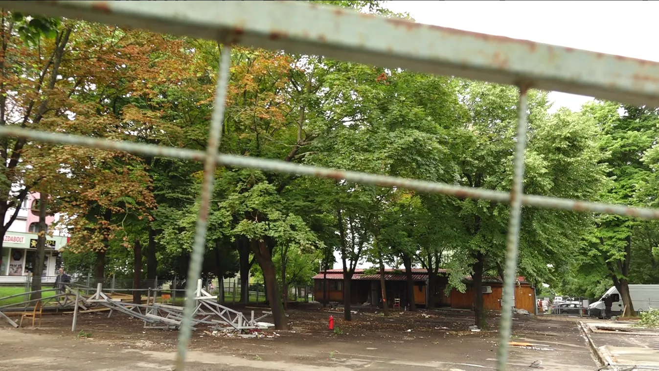 12 nagyjából 40 éves fát vágat ki a baloldali irányítású pécsi önkormányzat