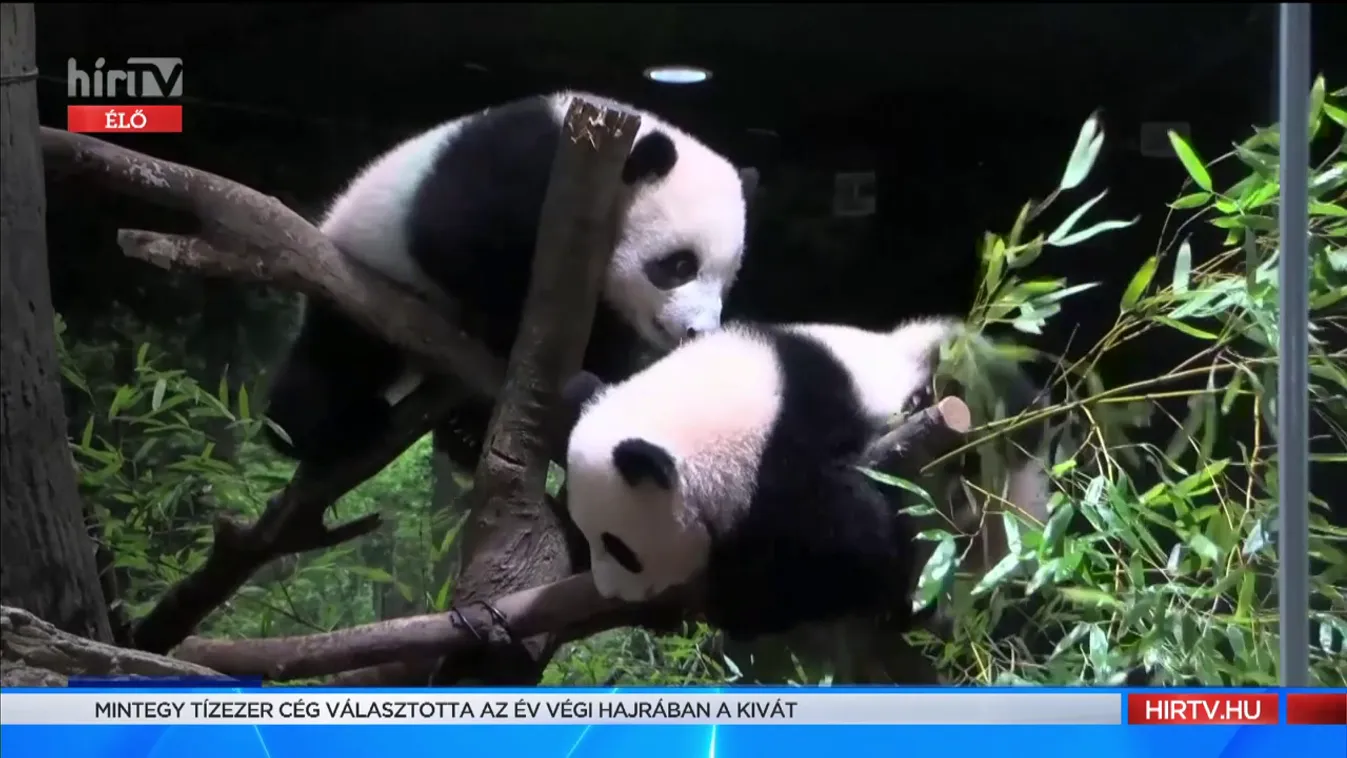 Mozaik - Érdekes hírek az állatvilágból