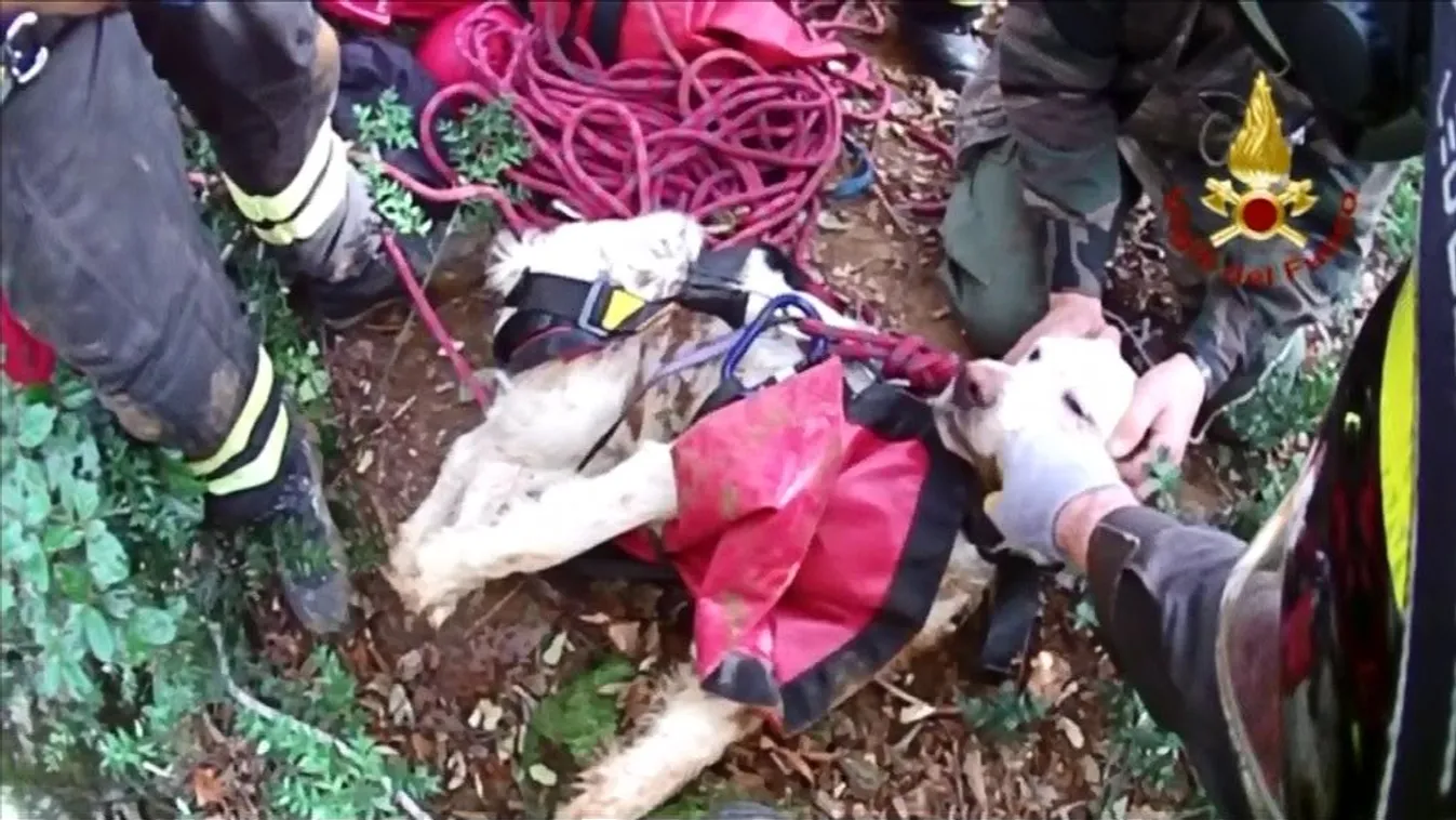 Órákig tartott, míg kimentették a kutyát a víznyelőből