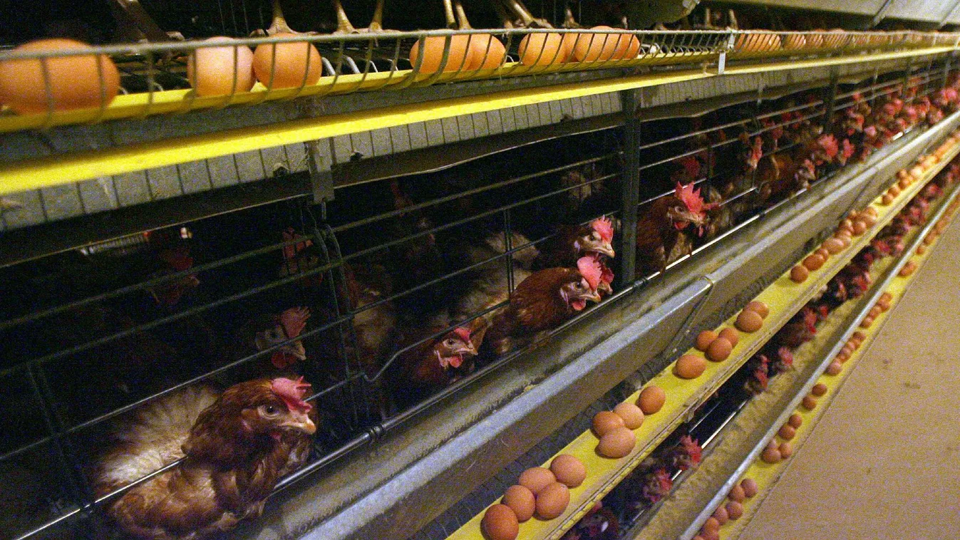 Bérfejlesztést ígér a kormány, a VOSZ kételkedik