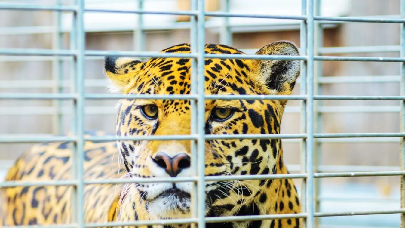 Fellendült a jaguárok Dél-Amerikából Kínába irányuló csempészete