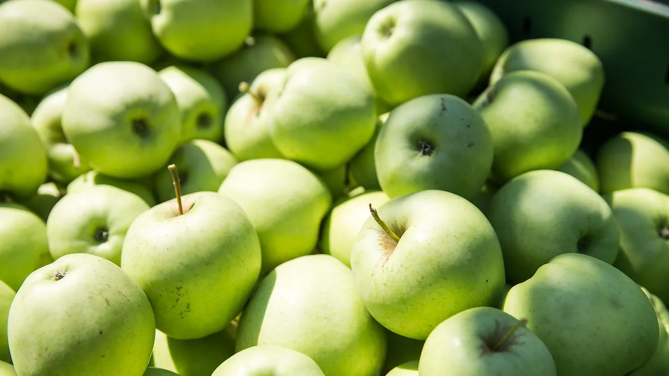 Egészség, életmód – Paletta