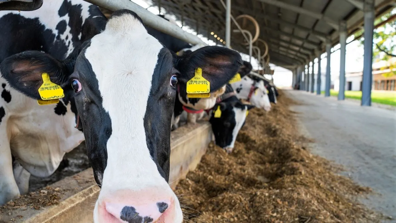 Ragadós száj- és körömfájás: ezt kell tenni, hogy Magyarország elkerülje a katasztrófát – most dől el minden