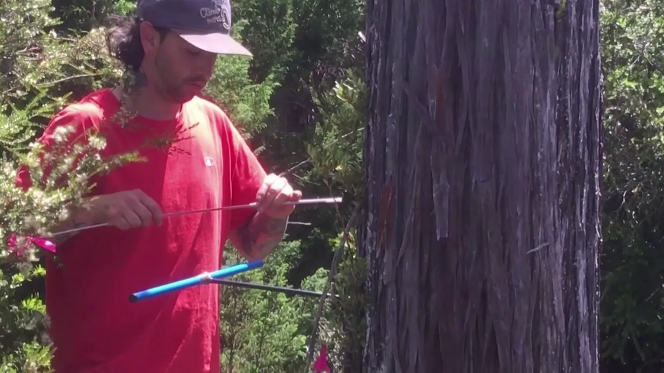 Radar: A világ legöregebb fája