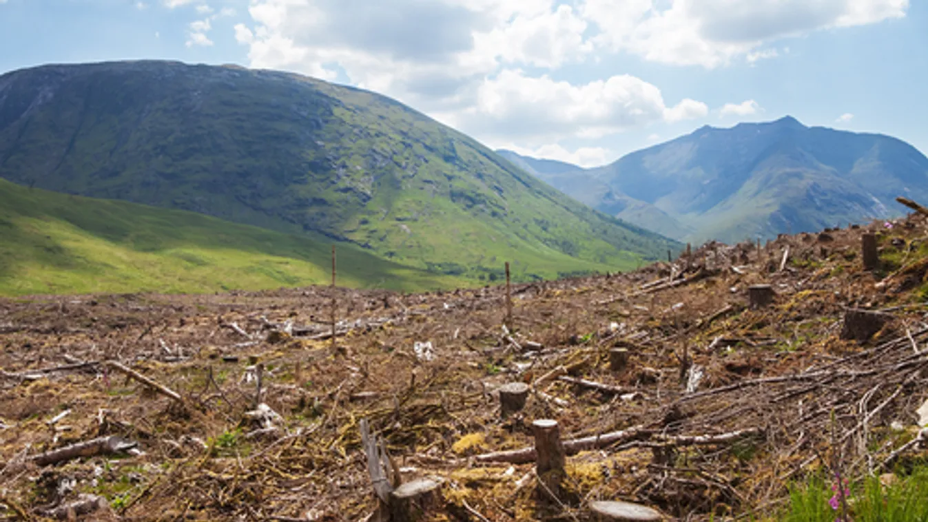 Összefüggés van a fakitermelés és a járványok kialakulása között francia kutatók szerint