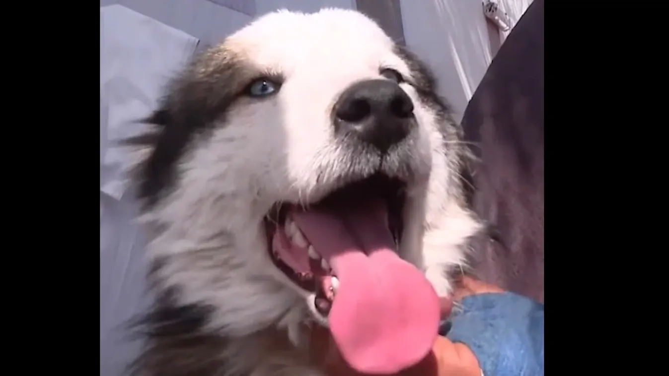 Újabb csoda: 22 napot élt túl egy kutya a romok alatt + videó