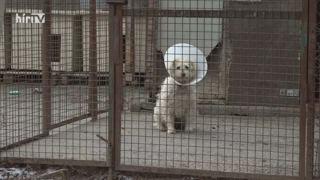 Szigorítanák a törvényeket és a szankciókat az állatvédők