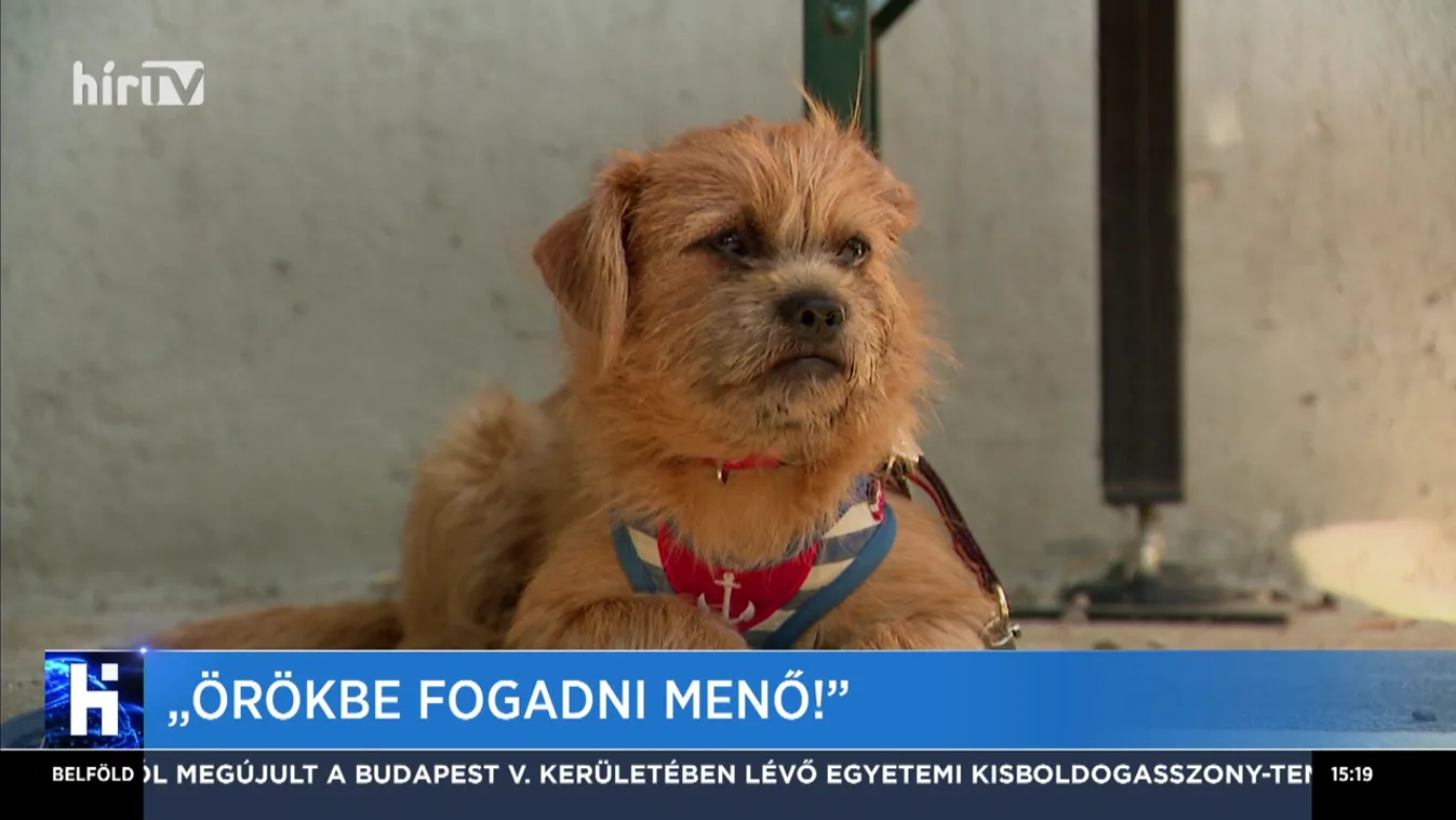 "Örökbe fogadni menő!"