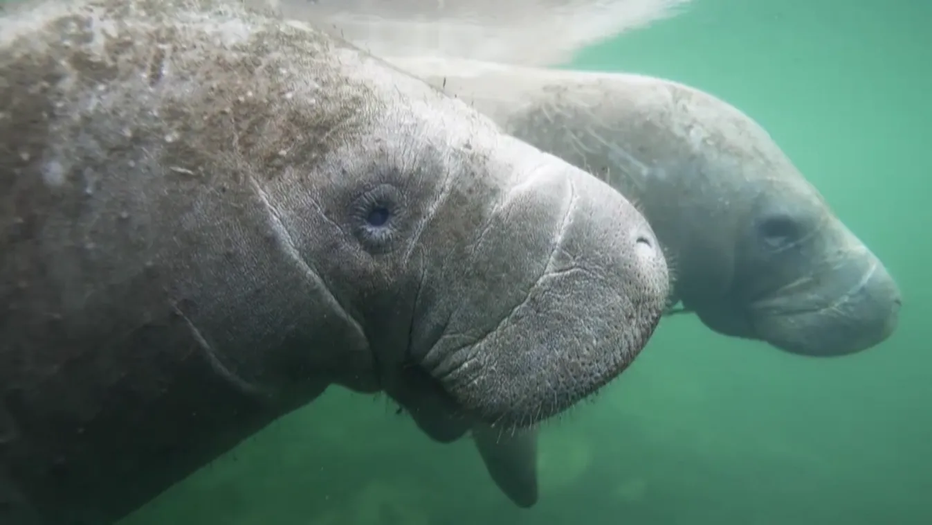 Radar - 1000 lamantin pusztult el egy év alatt Floridában