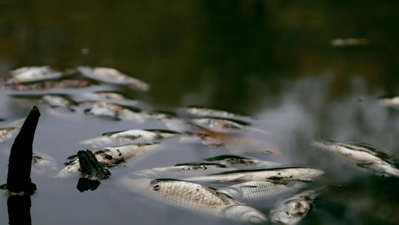 1,8 tonnányi, a Velencei-tóban elpusztult halat szállítottak el