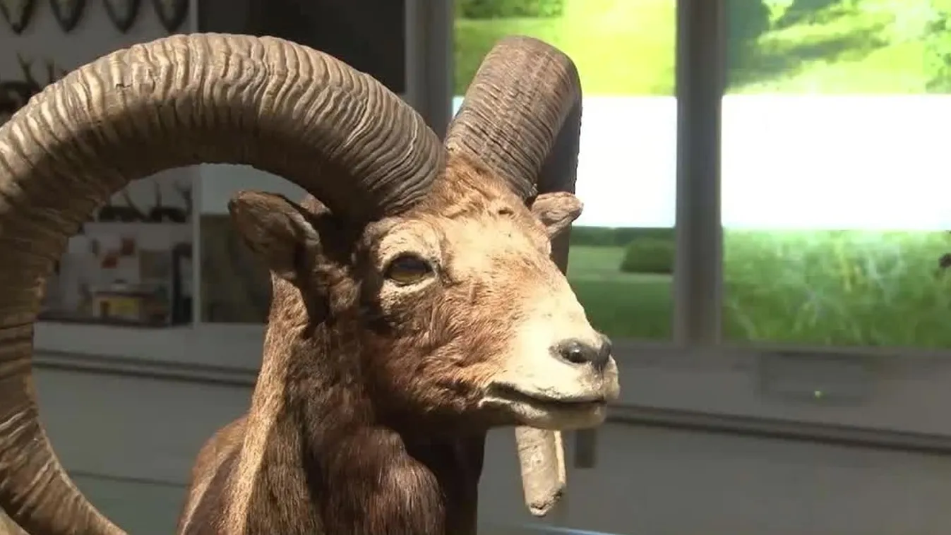 Radar - Vadászkalandok a múzeumban