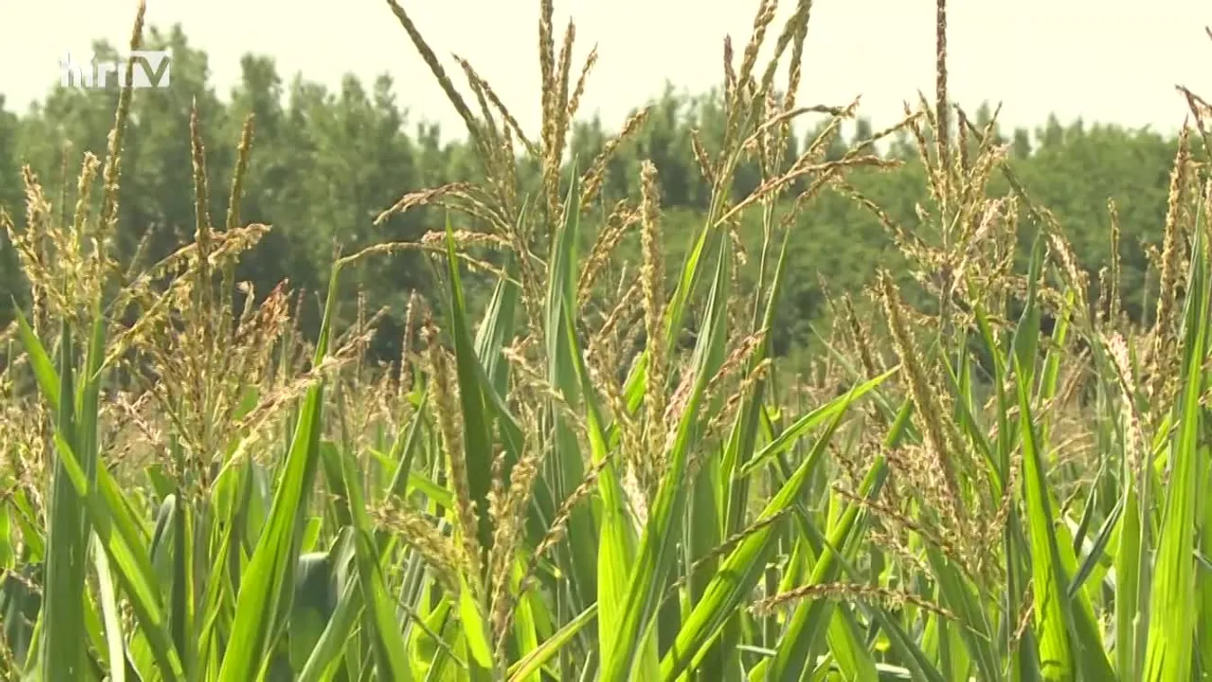Soroló: A precíziós gazdálkodás hatása a fejlődésre
