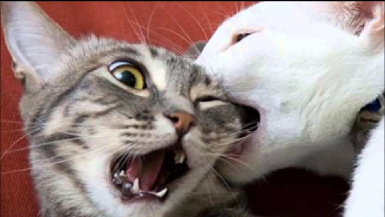 Főpolgármesteri cicaharc az ellenzéki térfélen