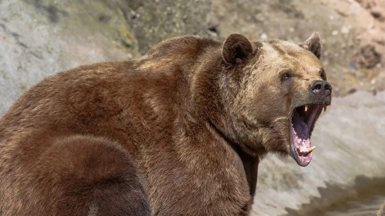 Súlyos medvetámadás történt Liptószentmiklóson + videók