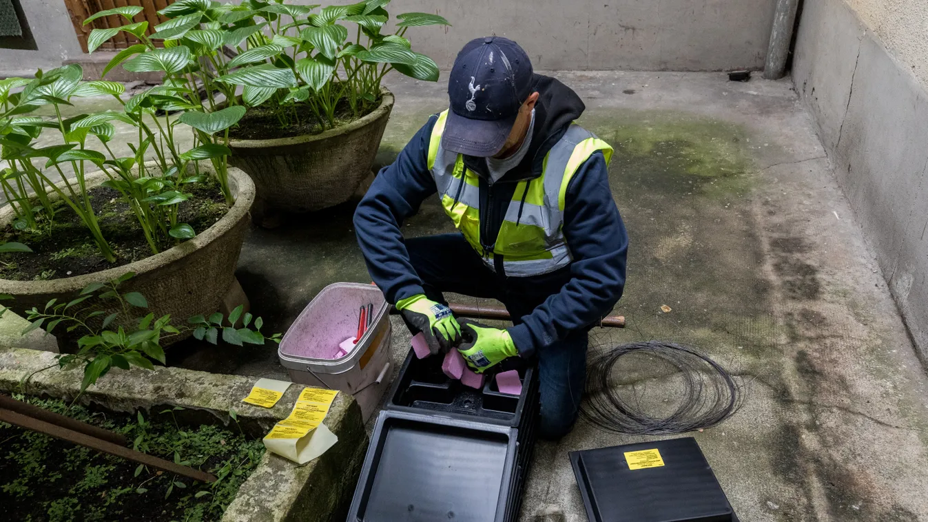 Téves a patkánybejelentések egy része