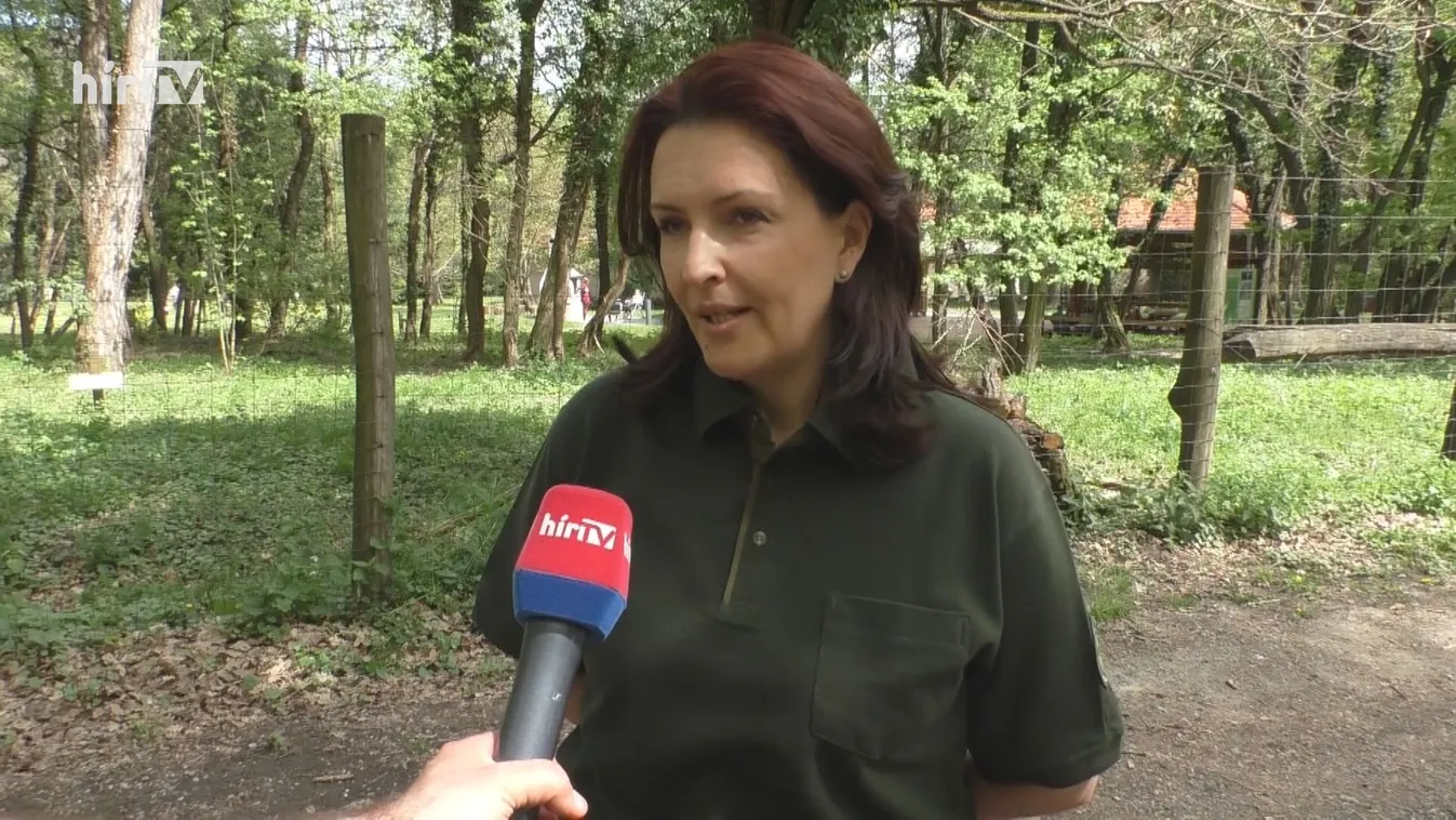 Elindultak az erdei kisvasutak