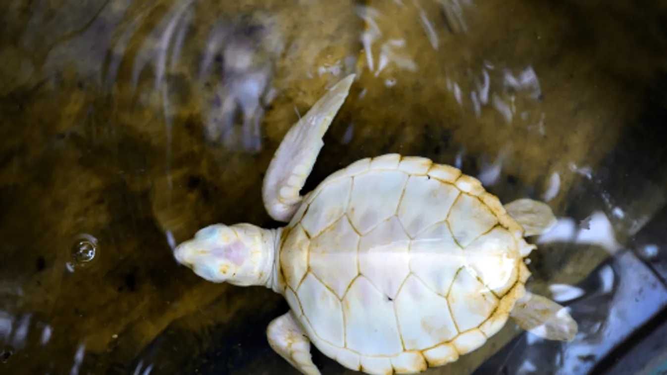 Ritka albínó teknős jött világra a Nagy-Korallzátony egy szigetén