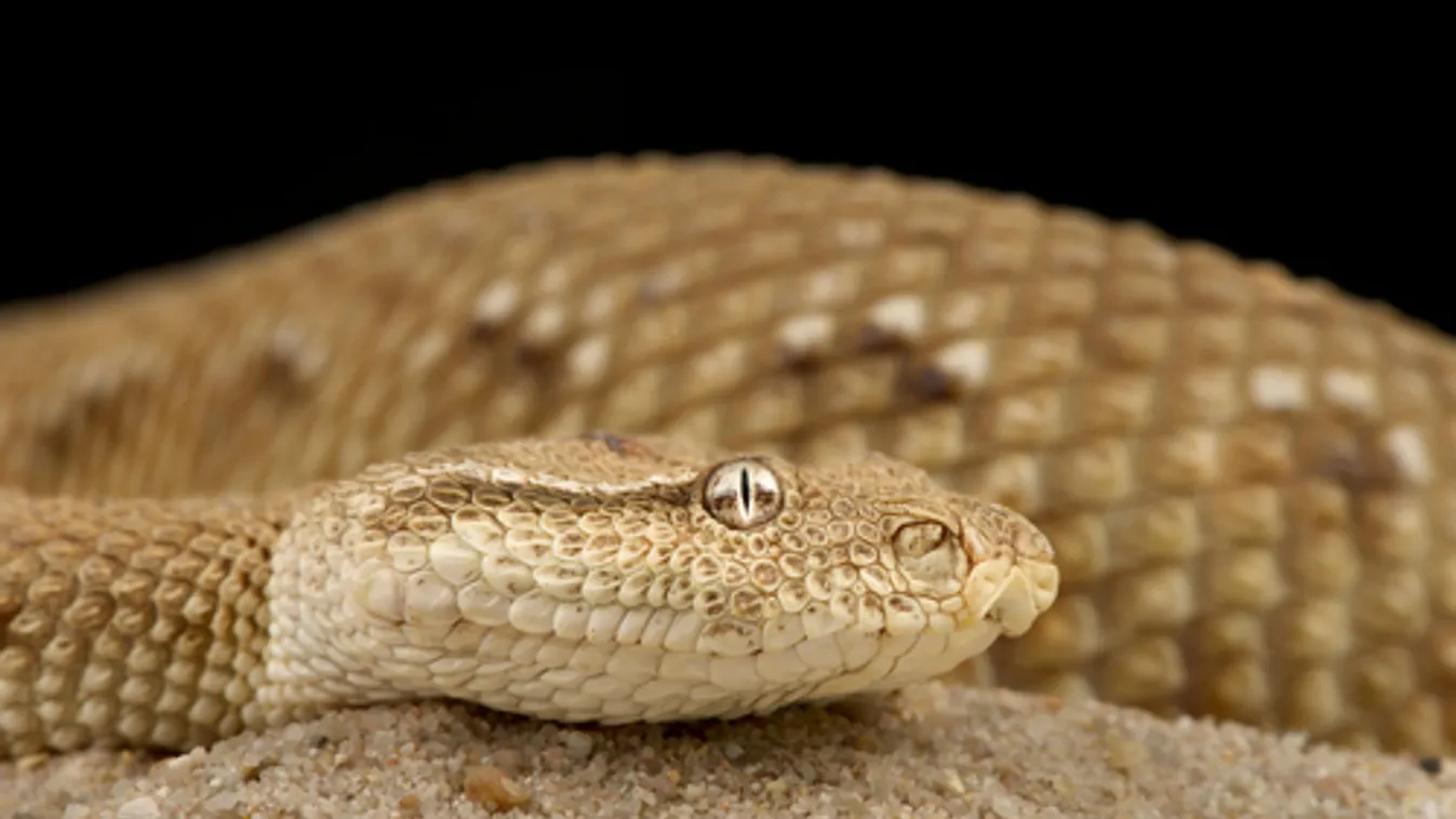 Kígyómarástól halt meg egy nő Szlovéniában