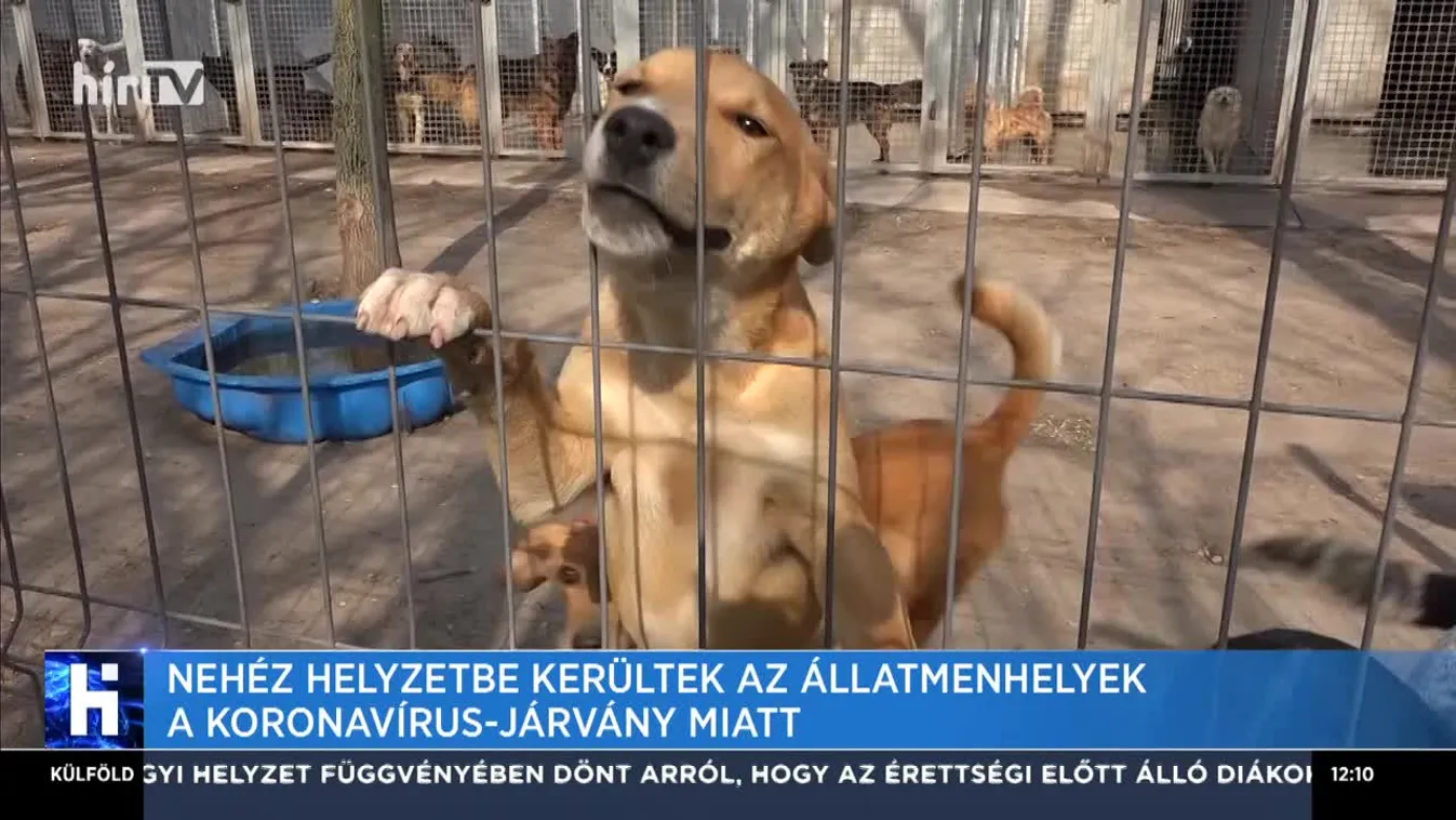 Nehéz helyzetbe kerültek az állatmenhelyek a koronavírus-járvány miatt