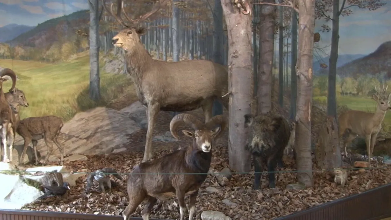 Radar - Erdőgazdálkodás és vadászat a XIX. században