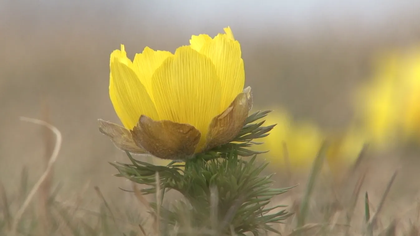 Radar - A tavasz védett kincsei