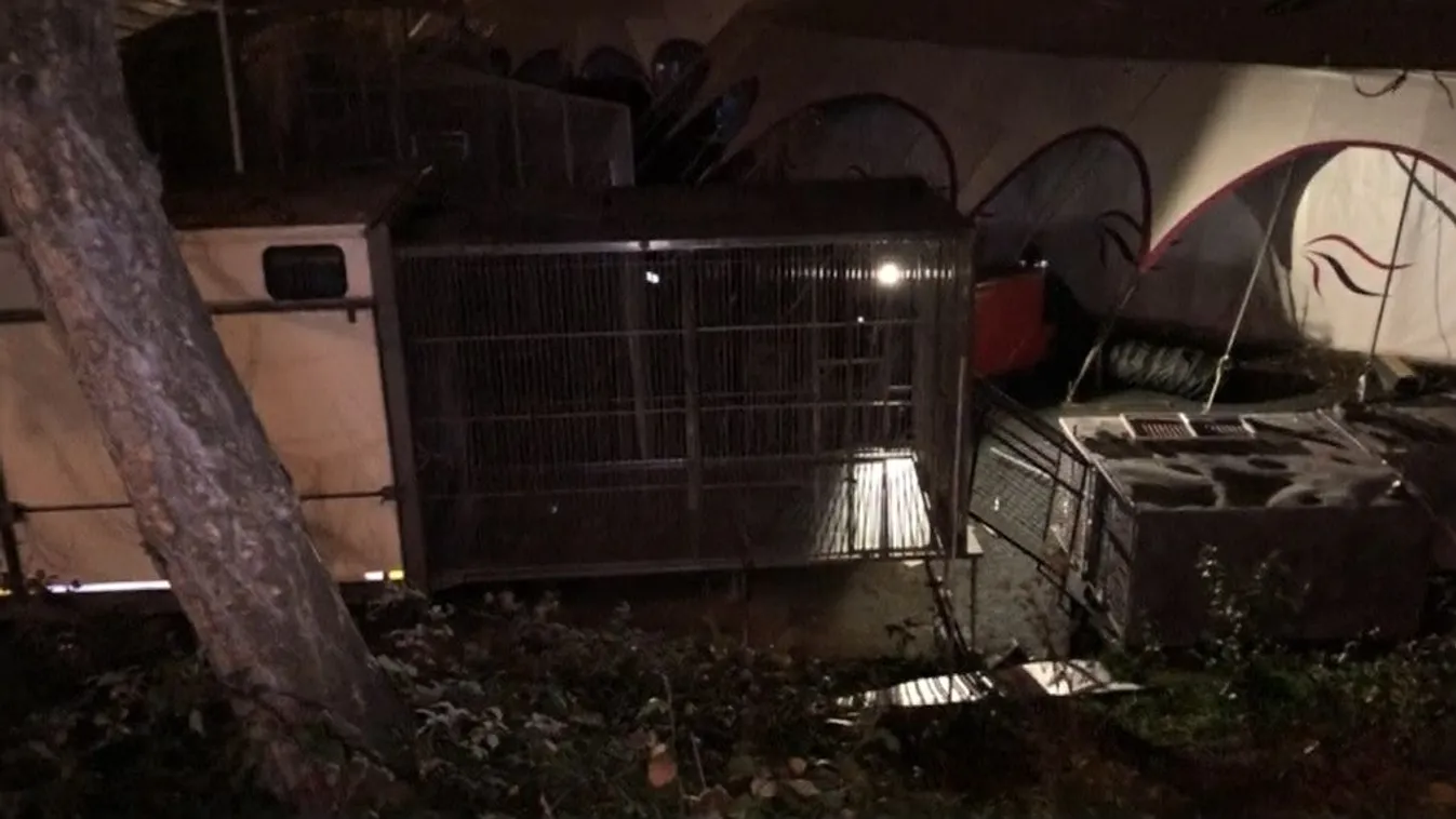 Agyonlőtték az cirkuszból elszabadult tigrist