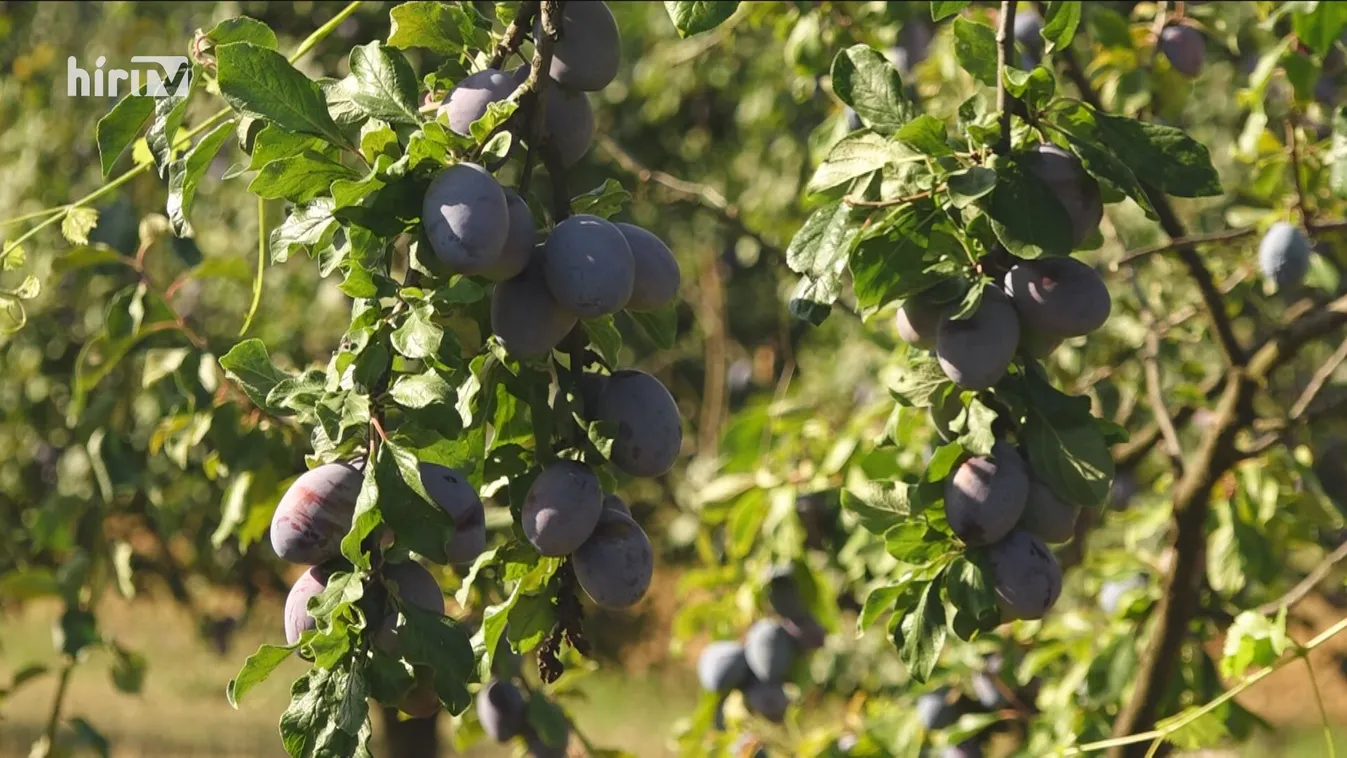 Beérett a magyar szilva