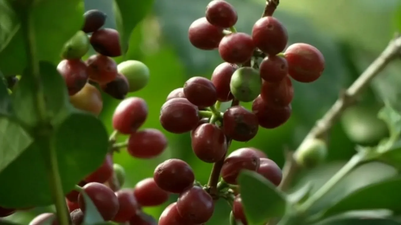 Retteghetnek a kávésok