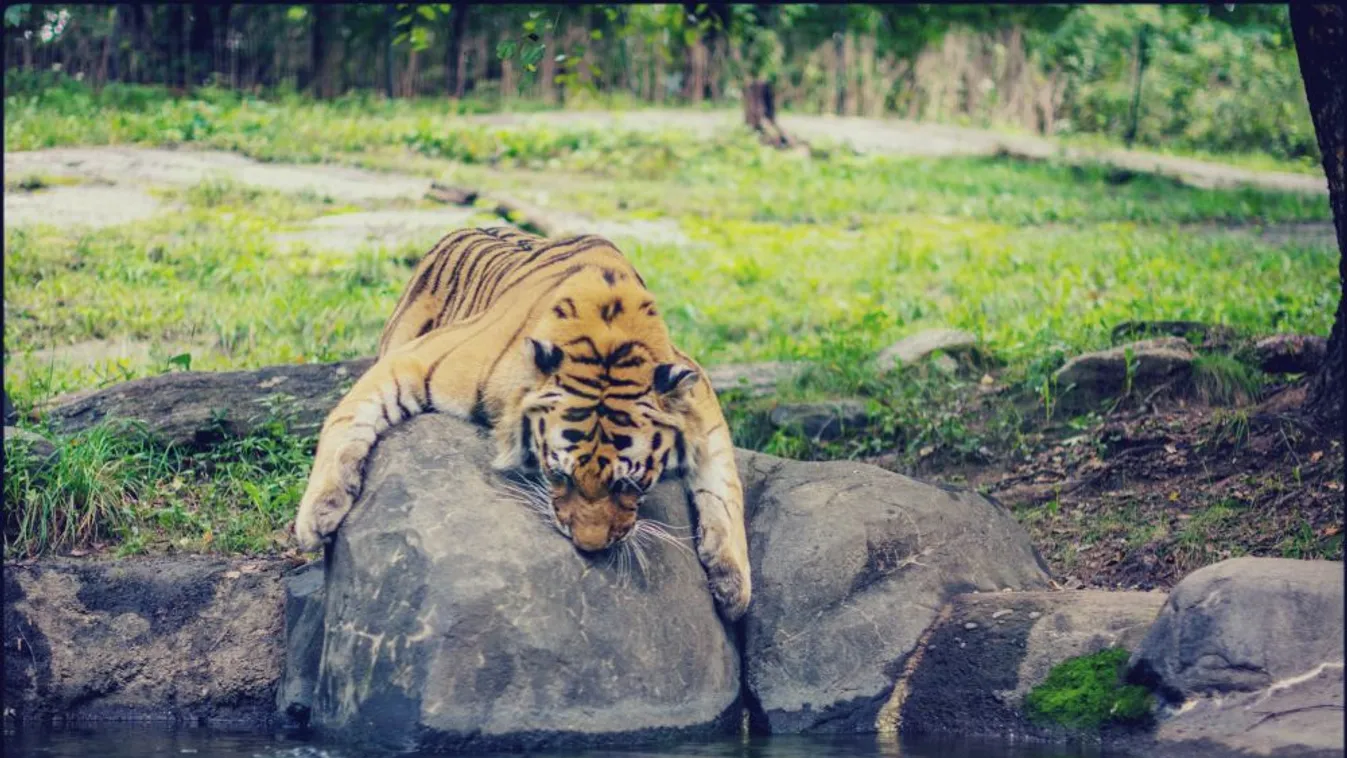 Koronavírussal fertőződött több nagymacska New York egyik állatkertjében
