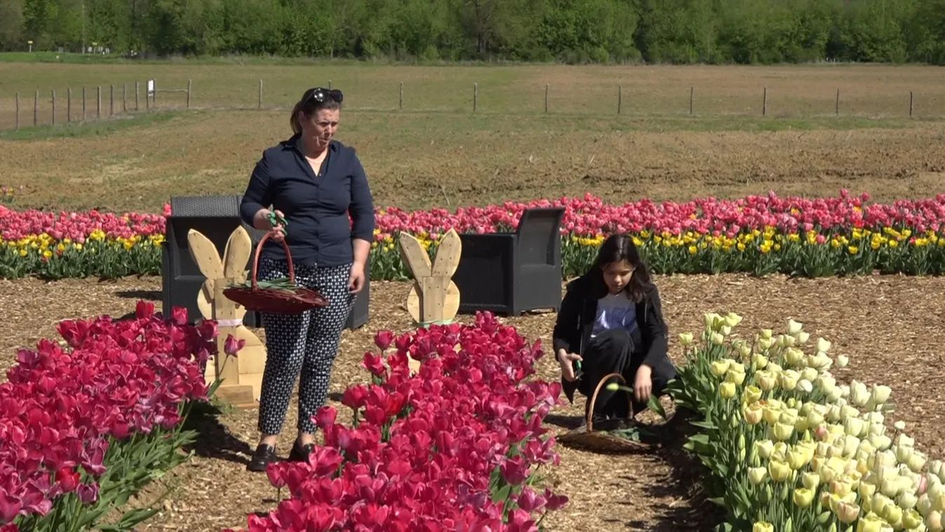 Pályázati felhívás a dísznövényeket árusító kisvállalkozásoknak + videó