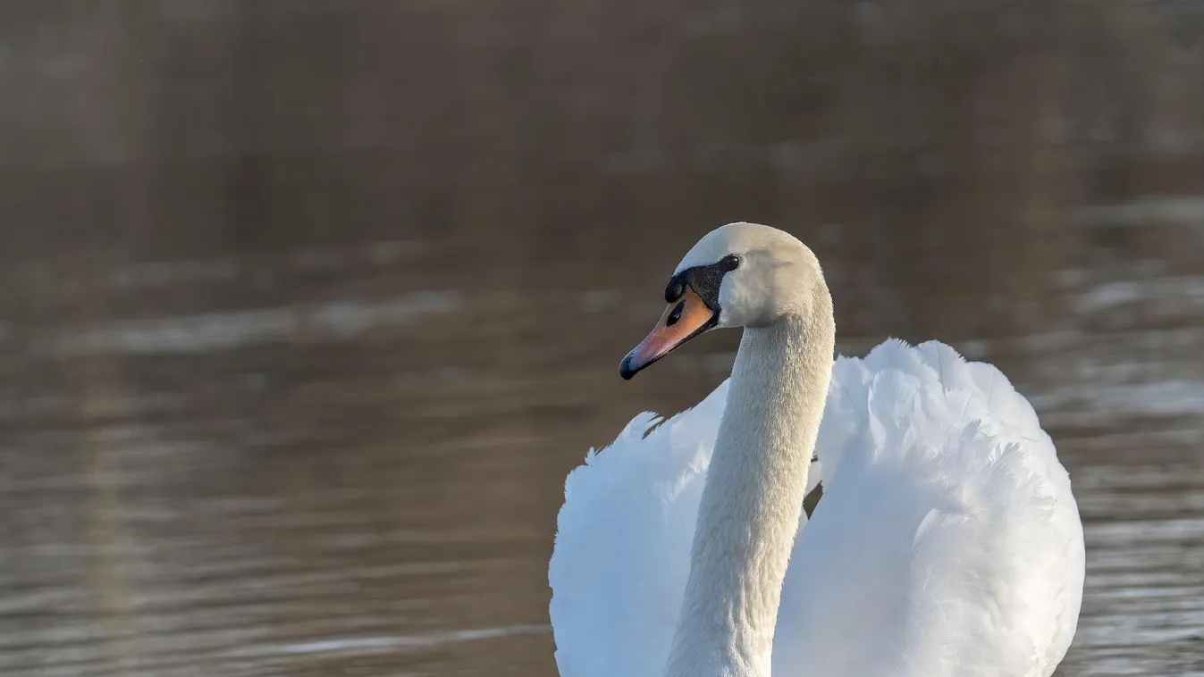 A Balaton jegébe fagyott hattyút tépett szét a róka + videó