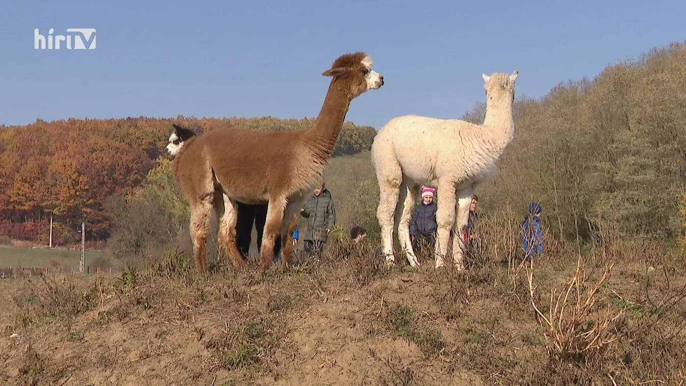 Radar: Alpakák a farmon