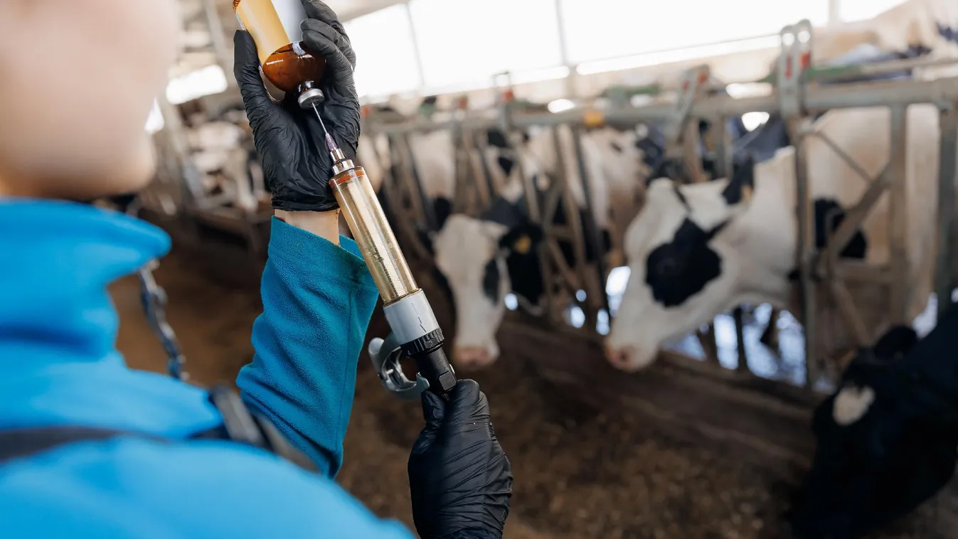 Nincs vége, újabb szarvasmarhatelepen igazolták a ragadós száj- és körömfájás vírusát