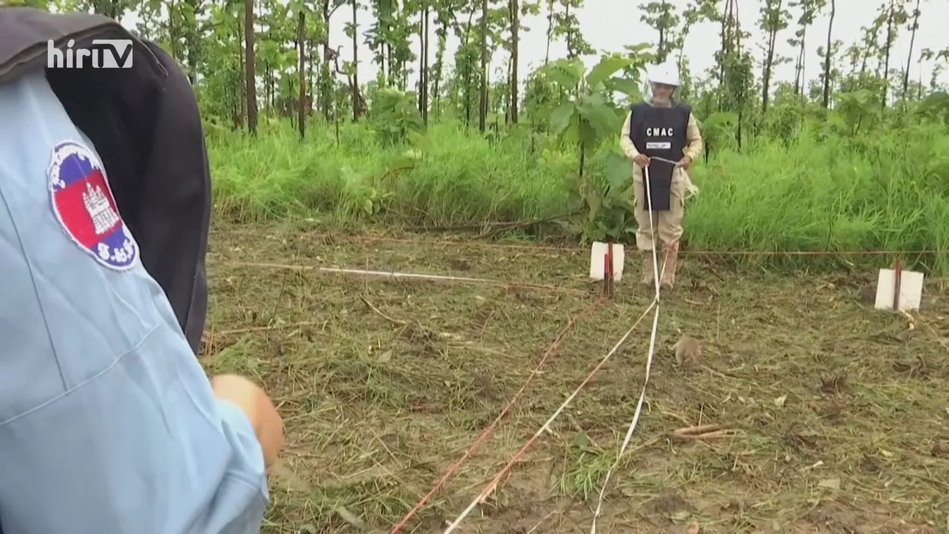 Aknamentesítés patkányokkal