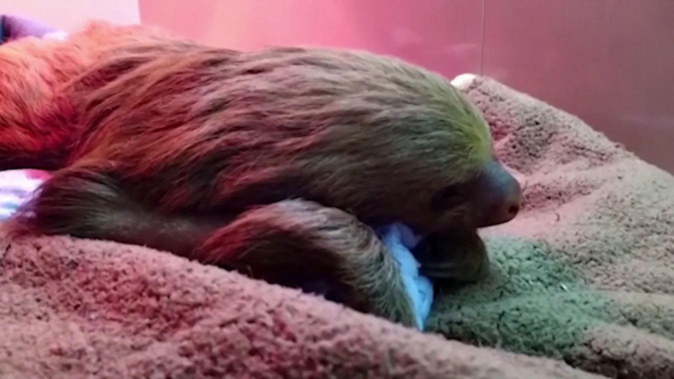 Haldokló lajhárt mentettek meg a perui állatvédők