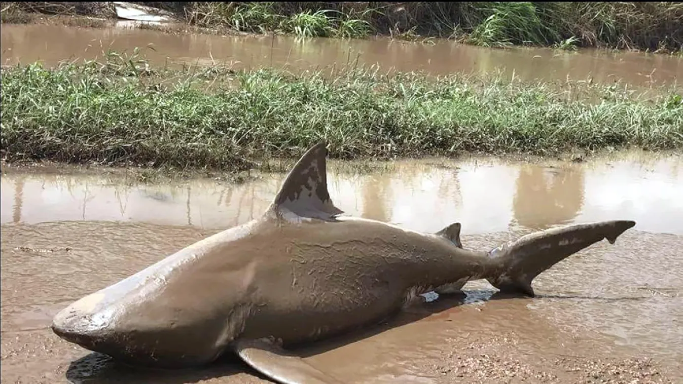 A veszélyeztetett vadon élő fajokról szóló egyezmény kiterjesztéséről kezdődik tanácskozás Genfben