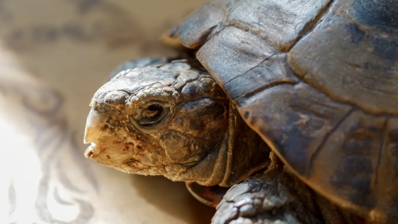 Állatkínzás miatt indult nyomozás az Állatkertben agyonütött teknős ügyében