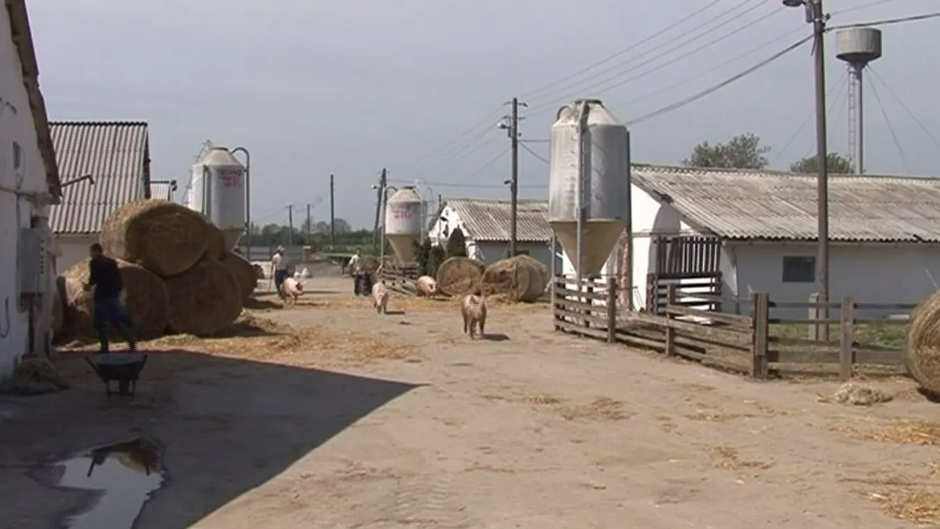 Terjed az afrikai sertéspestis Romániában